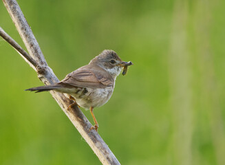 Common whitethroat or greater whitethroat (Curruca communis) perched with a caterpillar in it's beak in summer.