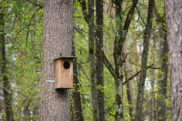 A large birdhouse on a tree in the forest in spring.