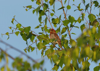 Male common rosefinch (Carpodacus erythrinus) perched in a birch in summer.