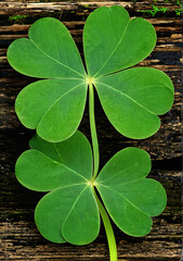AI generated illustration of a Close-up of vibrant green clovers on a wooden
