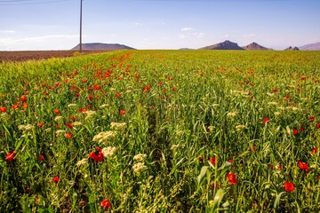 Scenic view of green poppy flowers field on a sunny day