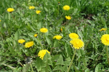 Bright yellow flowers of dandelions in the grass in mid April