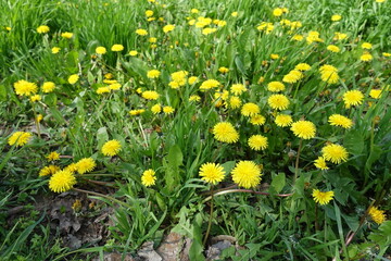Dozens of yellow flowers of dandelions in the grass in April