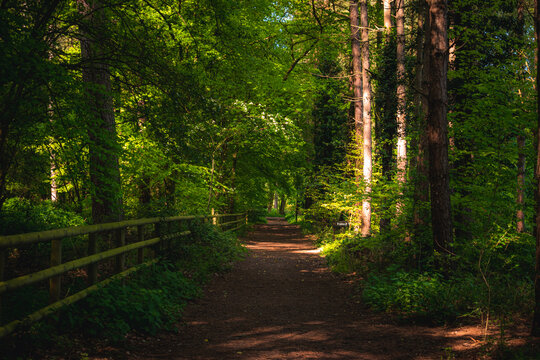 Path in the forest on sunny day
