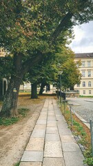 Beautiful view of a walkside with big trees and autumn leaves on a ground