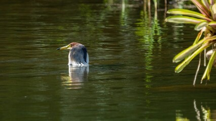 Chinese pond heron in the lake