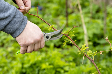 A gardener manually cuts a raspberry bush with a bypass pruner. Pruning of raspberry and blackberry...
