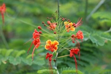 Closeup of a beautiful peacock flower, Caesalpinia pulcherrima  captured in a botanical garden