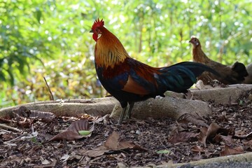 Closeup of a Rooster, cock walking on the garden foliage with a hen in the background