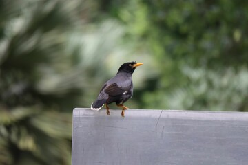 Black, common myna on a wooden fence