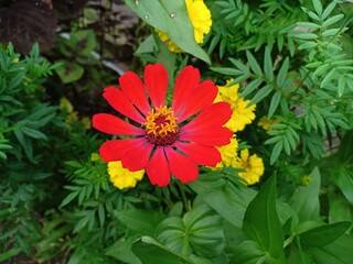 Closeup shot of a blossom red Common zinnia flower with green plants in the garden