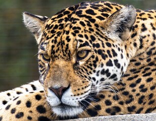 Closeup of the head of a Far Eastern leopard (Panthera pardus orientalis)