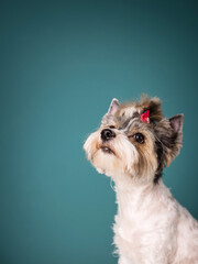 Cute dog photography, yorkshire terrier photo.