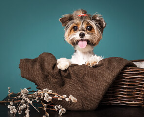 Cute photo of a Yorkshire Terrier dog with a willow tree on a green background for Easter.