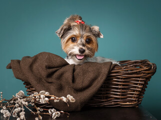 Cute photo of a Yorkshire Terrier dog with a willow tree on a green background for Easter.