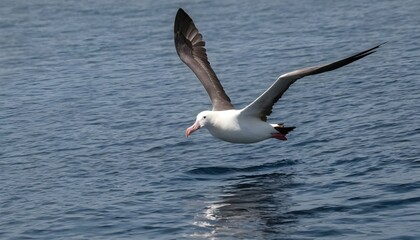 Fototapeta na wymiar An-Albatross-With-Its-Wingspan-Casting-A-Shadow-On-