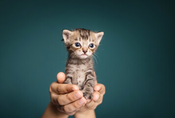 Cute little kitten in caring hands on background.