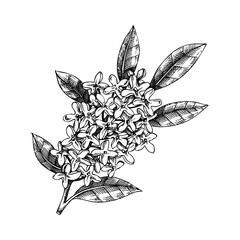 Osmanthus, tea olive branch sketch. Aromatic plant hand-drawn vector illustration. Cosmetics and perfumery ingredient. NOT AI generated