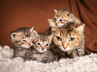 many beautiful british kittens with mother cat together on a brown background.
