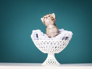 Cute little kitten on a plain background
