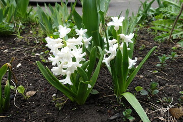 Two hyacinths with white flowers in mid April