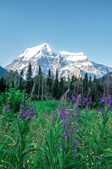 Vertical shot of flowers in the field with a mountain