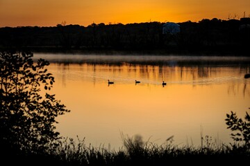 Silhouettes of ducks swimming in a lake at sunset