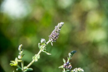 Meadow in the village Krivaca in Serbia
