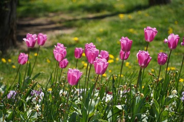 Beautiful view of tulips in a garden with fresh grass