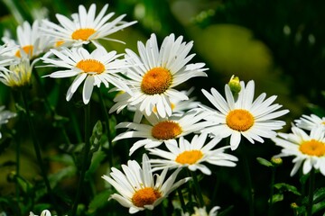 Closeup shot of common daisy flowers - Bellis perennis