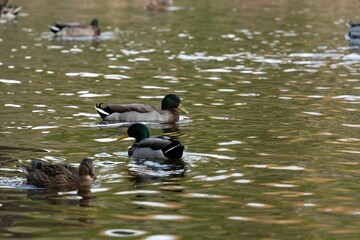 Closeup of ducks swimming calmly on the surface of lake Muckno in County Monaghan