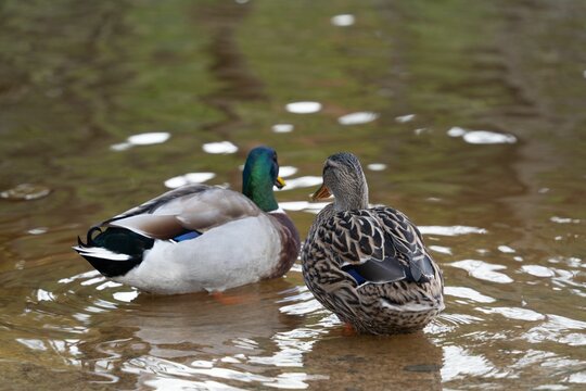 Closeup of ducks swimming calmly on the surface of lake Muckno in County Monaghan