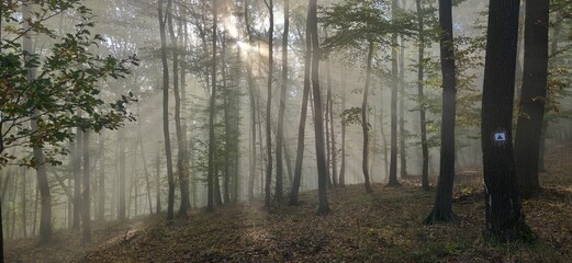 Beautiful panoramic view of a forest with tall trees during sunrise