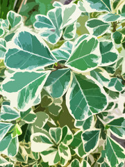 Realistic illustration of white and green heart shaped leaves, Mistletoe Rubber Plant.