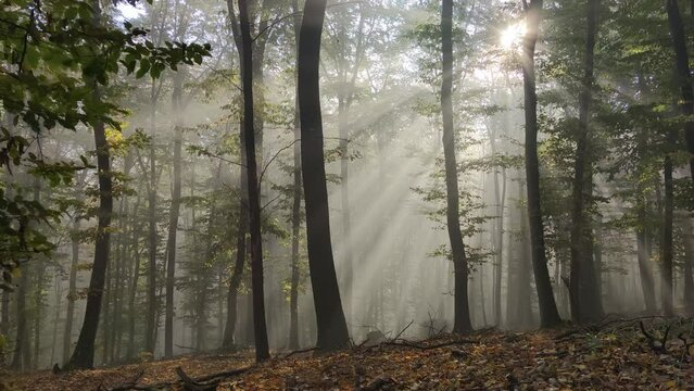 Beautiful view of the sunlight shining through trees in a forest. Sopron, Hungary.