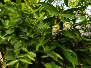 close up of water apple flowers blooming on a tree