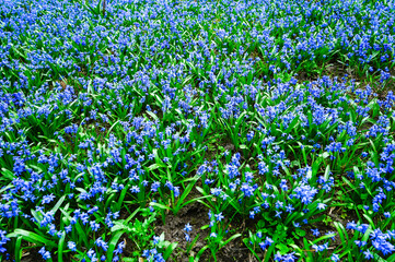 Glade snowdrops Blue flowers siberian Scilla proleska in the city park.