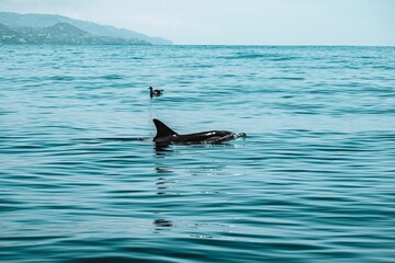 Fototapeta premium Dolphins swimming on the water surface with mountains in the background