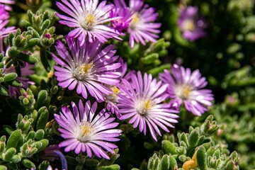 Closeup shot of purple flowers in the garden on a sunny day