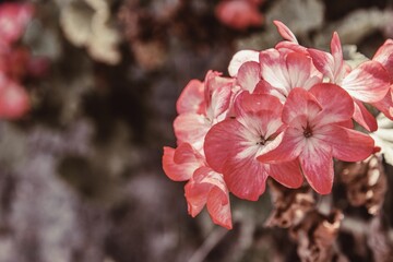 Selective focus shot of red zonal geranium flower on blur background