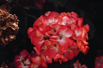 Selective focus shot of red zonal geranium flower on blur dark background