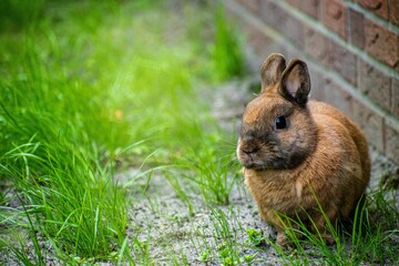 Cute wild brown rabbit in the yard, close-up