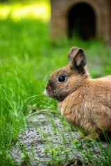 Cute wild brown rabbit in the yard, close-up, vertical