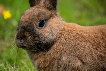 Cute wild brown rabbit in the yard, close-up