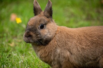 Cute wild brown rabbit in the yard, close-up