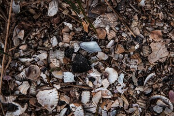Top view of a collection of rocks and sea shells found on the ground