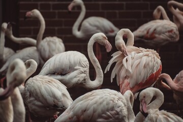 Flock of Greater flamingos found roaming around in the wild