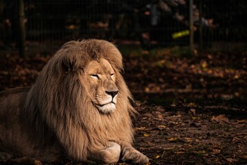 Scenic view of a majestic male lion sitting on the ground in the wild