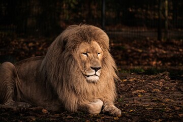 Scenic view of a majestic male lion sitting on the ground in the wild