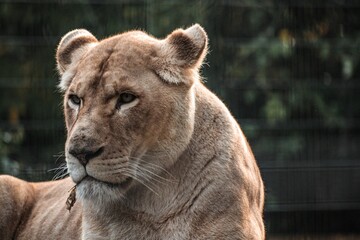 Scenic view of a majestic female lion sitting on the ground in the wild